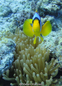 clown fish by Helen Hansen 
